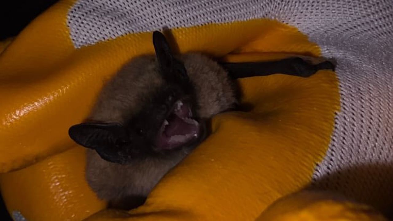 Kırşehir’de Bulunan Cüce Yarasa Doğaya Bırakıldı