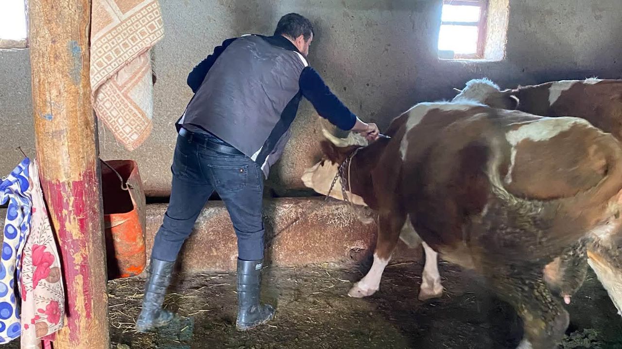 Kırşehir'de Hayvan Sağlığı İçin Yoğun Mesai