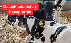 Kırşehir'de buzağı yetiştiricilerine müjde!