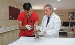 Yavru tilki tedavi altında!