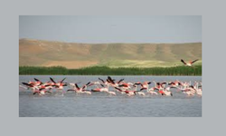 Seyfe’de Flamingoların büyüsü