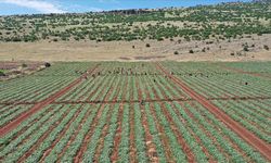 Kahramanmaraş'ta yetiştirilen salatalıklar ihracata hazırlanıyor