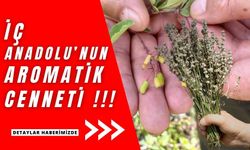 Deneme bahçelerinde yetiştirilen tıbbi aromatik bitkiler, orman köylülerine gelir getirecek