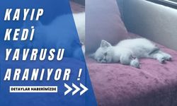 Kayıp kedi aranıyor!