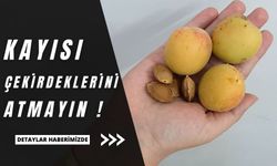 E vitamini deposu kayısı çekirdeği bademleri