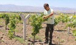 Yıllar sonra memleketine döndü, atıl araziyi üzüm bahçesine dönüştürdü