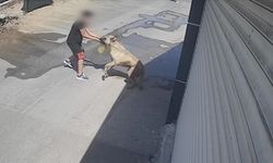 Antalya'da sahipsiz köpeğin elini ısırdığı çocuk yaralandı