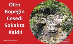 O ilçeden insan sağlığını tehdit eden görüntüler geldi!