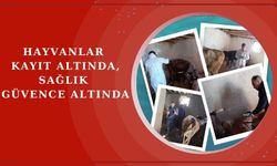 İl Tarımdan hayvan sağlığı ve refahı için yoğun çalışma