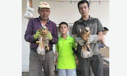 Ölmek üzereyken bulunan Kızıl Şahinler, hayata tutundu