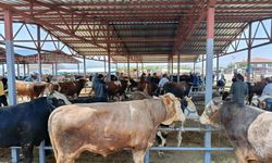 Canlı Hayvan Pazarında kurbanlık telaşı sürüyor
