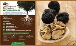 Tarım ve Orman İl Müdürlüğü’nden Trüf Mantarına Özel Açıklama