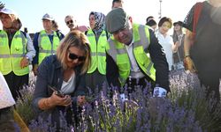 Kırşehir’de Lavanta Şöleni Renkli Görüntülere Sahne Oldu