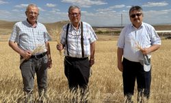 Doğru tohum tercihi kuraklıkta verim kaybını azaltıyor