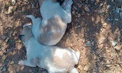 Kırşehir İl Özel İdaresi ekipleri, menfeze sıkışan köpekleri kurtardı