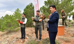 Kırşehir’de Yaralı Kızıl Şahinler Yeniden Gökyüzüyle Buluştu