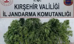 Kırşehir'de yasak ekilen 48 kök kenevir ele geçirildi