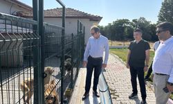 Barınaktaki Hayvanların Durumu Masaya Yatırıldı