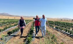 Kırşehir’in Coğrafi İşaretli Cemele Biberi Tarlada Görüldü