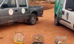 Kırşehir’de DKMP’den Kaçak Kuş Operasyonu!