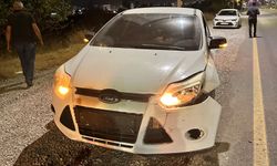 Malatya’da otomobilin çarptığı domuz telef oldu
