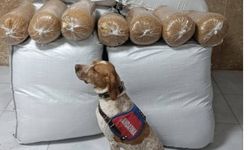 Kırşehir’de yolcu otobüsünde 400 kilogram kaçak tütün ele geçirildi