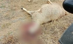 Kurt sürüsünün saldırdığı 30 küçükbaş hayvan ile 1 köpek telef oldu