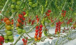 KAEÜ Ar-Ge Serasında Yetiştirilen Doğal Domatesler Satışa Sunuldu