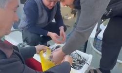 Esnafa inat, hamsiyi ücretsiz kilo kilo dağıttılar