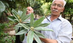 Diyarbakır’ın bu köyünde ne eksen onu biçiyorsun