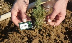 Kırşehir’de Gazze’ye Destek İçin Fidan Dikimi Düzenleniyor