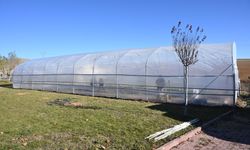 Kır-Köy’de Sera Dönemi: Aromatik Meyve ve Süs Bitkileri Üretiliyor