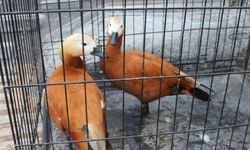 Kırşehir’de Angıt Kuşları Yeniden Doğaya Kavuştu