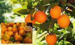 Gıda Fiyatlarında Büyük Uçurum: Mandalina ve Portakal Zirvede