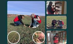 İlçe Tarım Müdürlükleri Saha Çalışmalarını Sürdürüyor