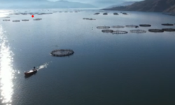 Denizi olmayan Tokat’ın somonları dünya sofralarına ulaşıyor