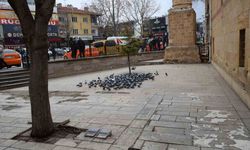 Kırşehir’de tarihi Kapucu Camii güvercinlerin yuvası oldu