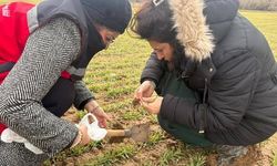 Tarımda Verim İçin Bitki Gelişim Süreci İzleniyor