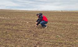 Hayvancılık ve Bitki Gelişimi İçin Sahada İnceleme