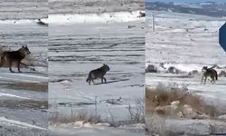 Kar yağdı, kurtlar şehre yaklaştı