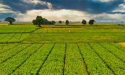 Çiftçilere 1,6 Milyar Liralık Destekleme Ödemesi Yapılıyor