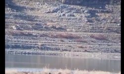 Kaman’da Su Samuru Ailesi Görüntülendi