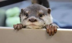 Kaman’daki Gölette Su Samuru Ailesi Görüntülendi