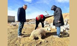 Dedeli Köyü’nde Küçükbaş Hayvan Telef Oldu