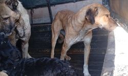 Mucur’da Sahipsiz Köpekler Toplandı