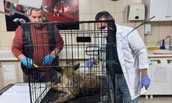 Kırşehir’de Yaralı Tilki Koruma Altında