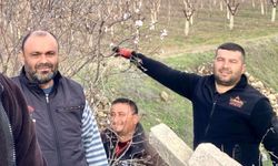 Sarıgöl’de badem ağaçları çiçek açtı