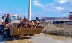 Selde mahsur kalan inekler boğulmaktan kurtarıldı
