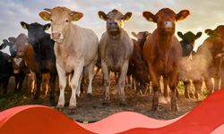 İcmaller Askıya Çıkarıldı