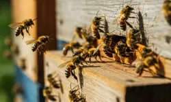 Kırşehir Arı Üretim Desteğinde Yeni Tutarlar Açıklandı